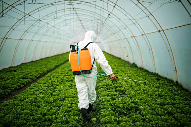 Best Pest Control for Homes  in Mesilla, NM