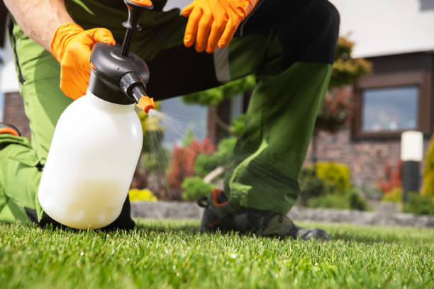 Best Flea Control Services  in Mesilla, NM