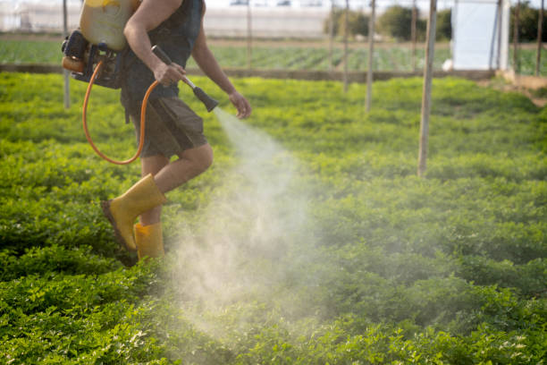 Best Local Pest Control Services  in Mesilla, NM