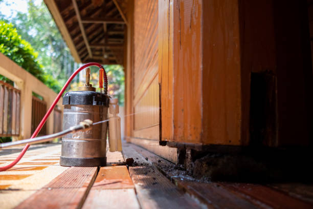 Best Ant Control Services  in Mesilla, NM