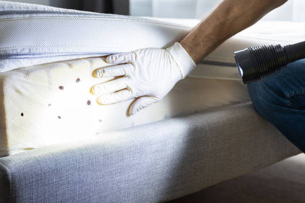 Best Cockroach Control Services  in Mesilla, NM