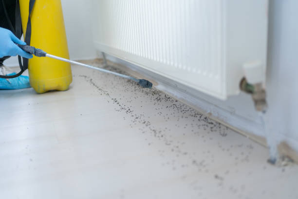 Professional Pest Control in Mesilla, NM