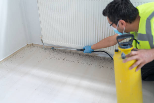 Flea Control Services in Mesilla, NM