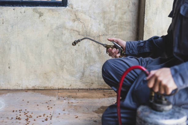 Best Affordable Pest Control Services  in Mesilla, NM